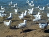 Seagulls1.jpg